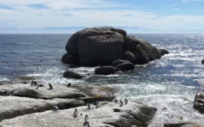 Days 15-18: Connecting with Africa